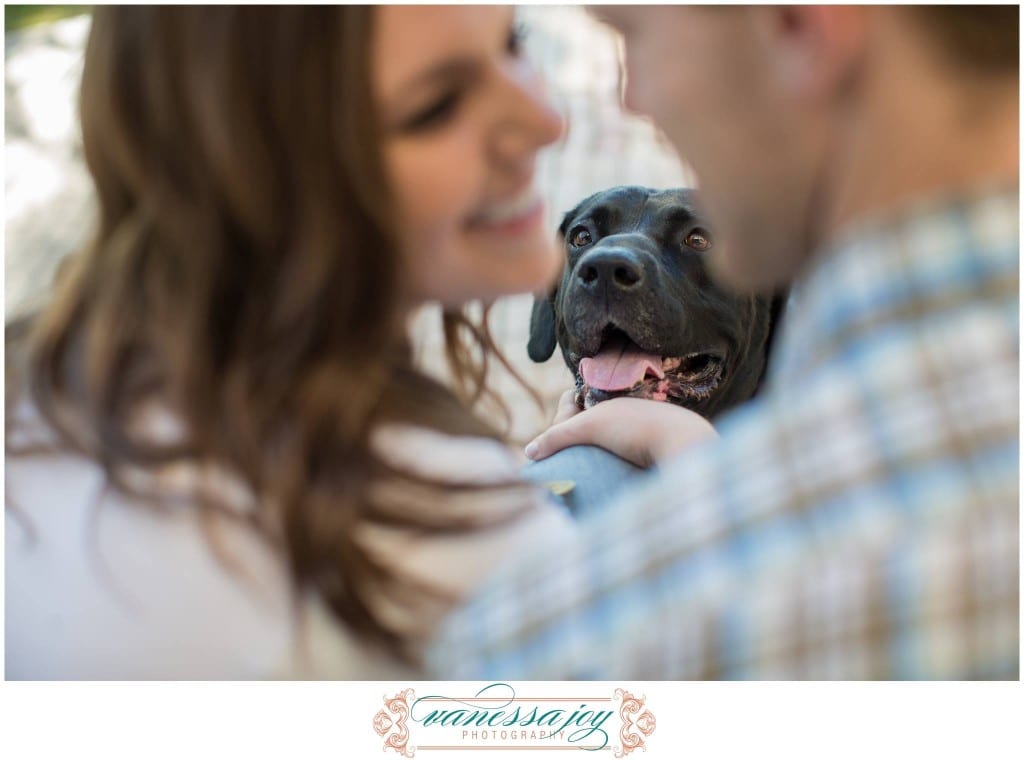 dogs in engagement photos