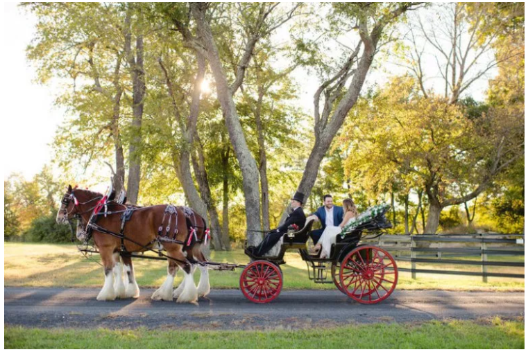 horse farm engagement session, clydesdale engagement photos