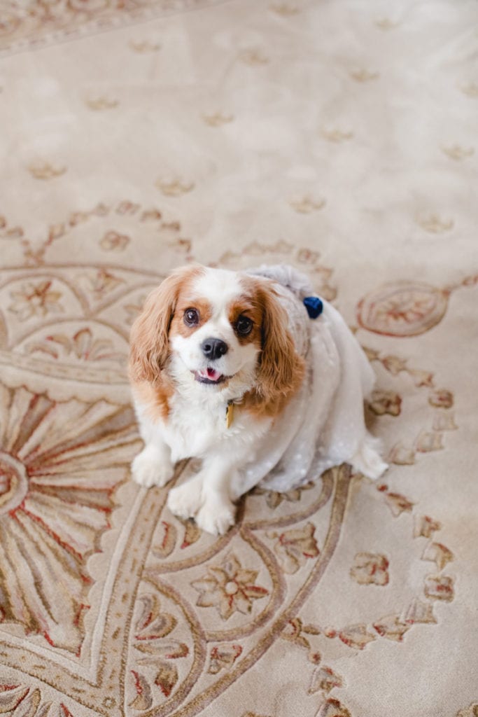 wedding dogs, Cavalier King Charles Spaniel