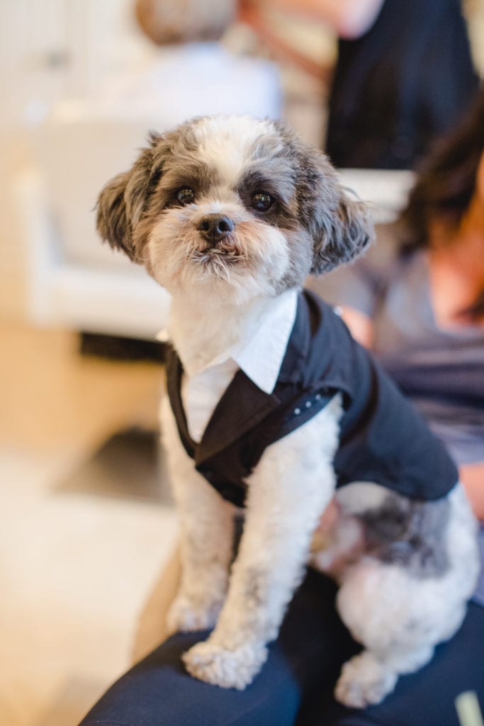 dogs in wedding, dog in tux