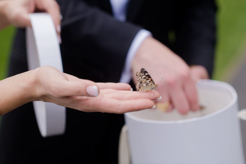 butterfly release