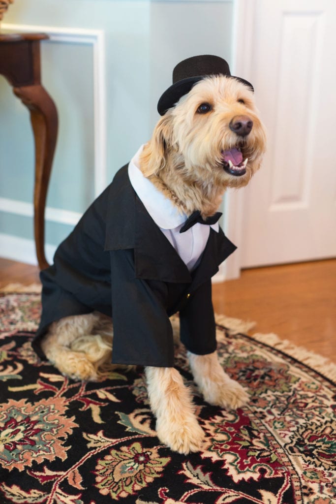 wedding dogs; wedding photography; pet photography